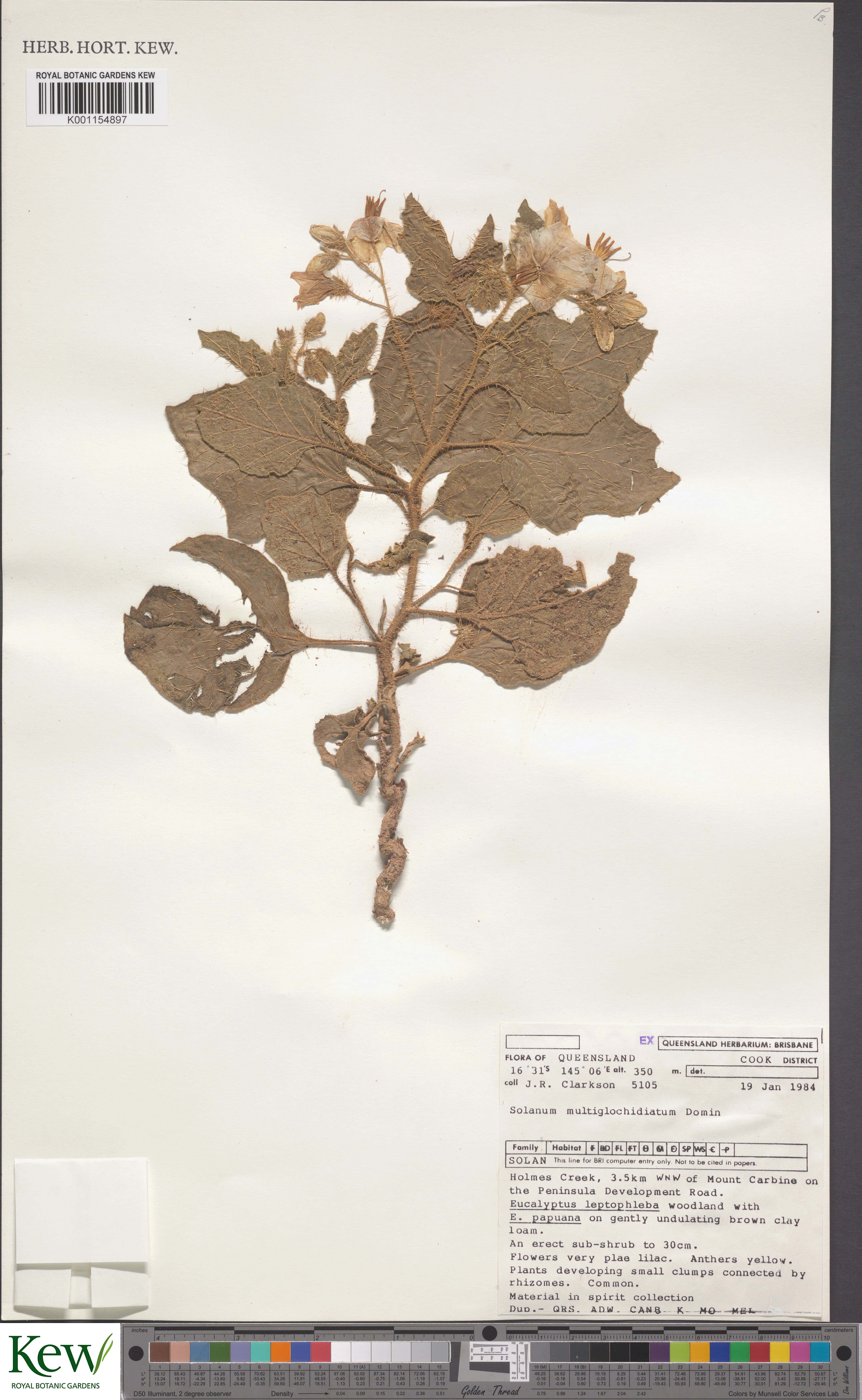 Solanum multiglochidiatum