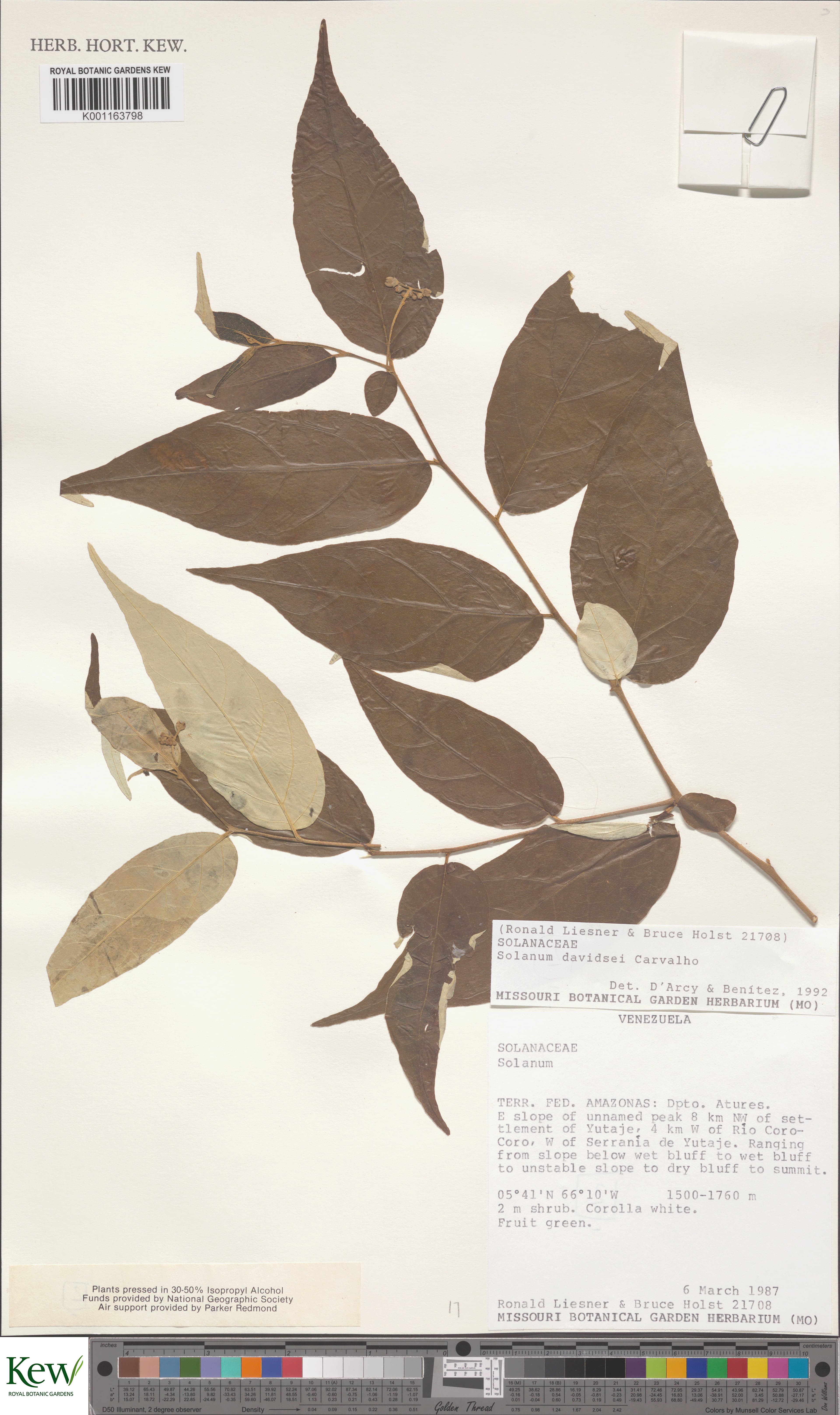 Solanum davidsei