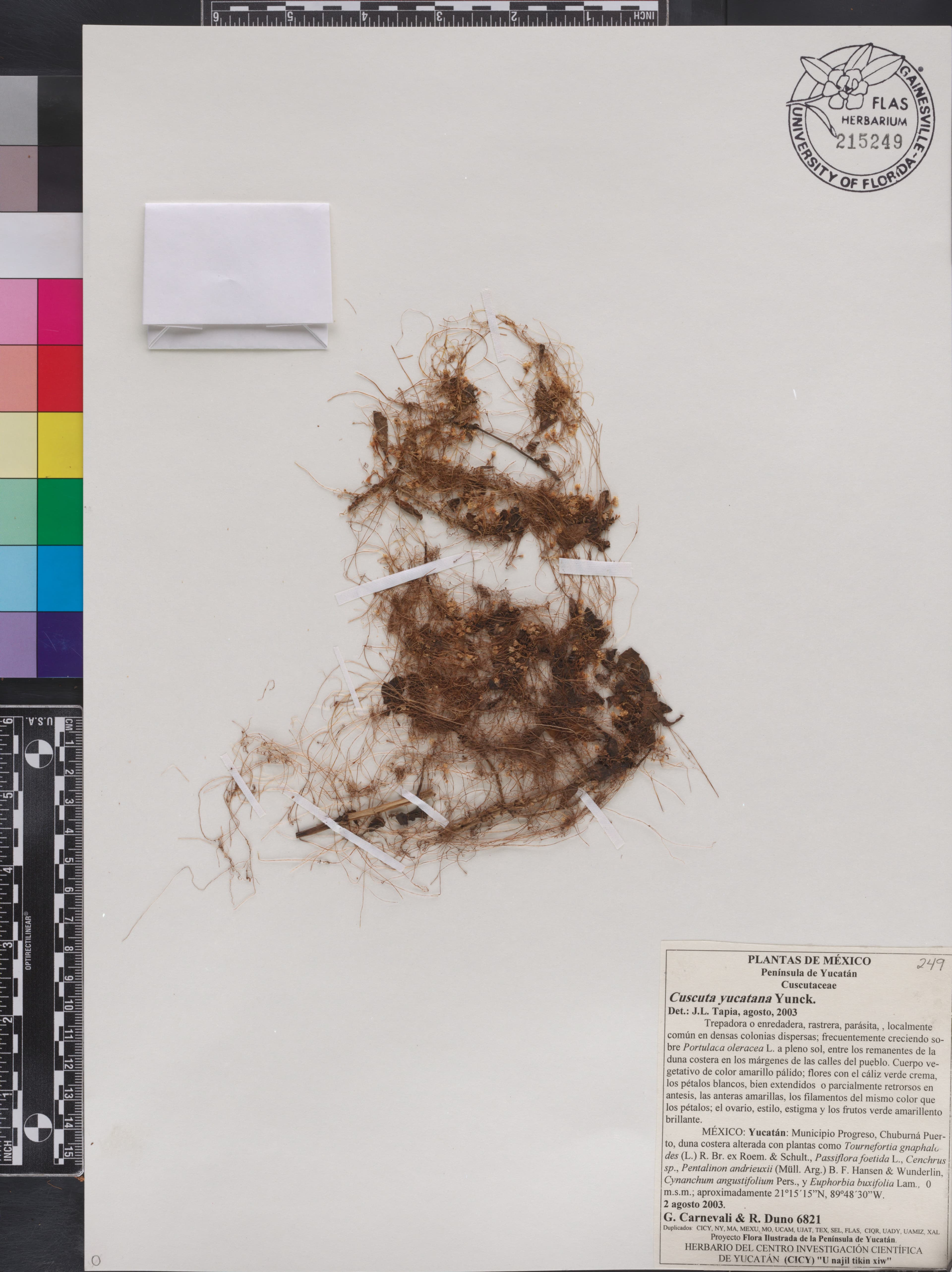 Cuscuta yucatana