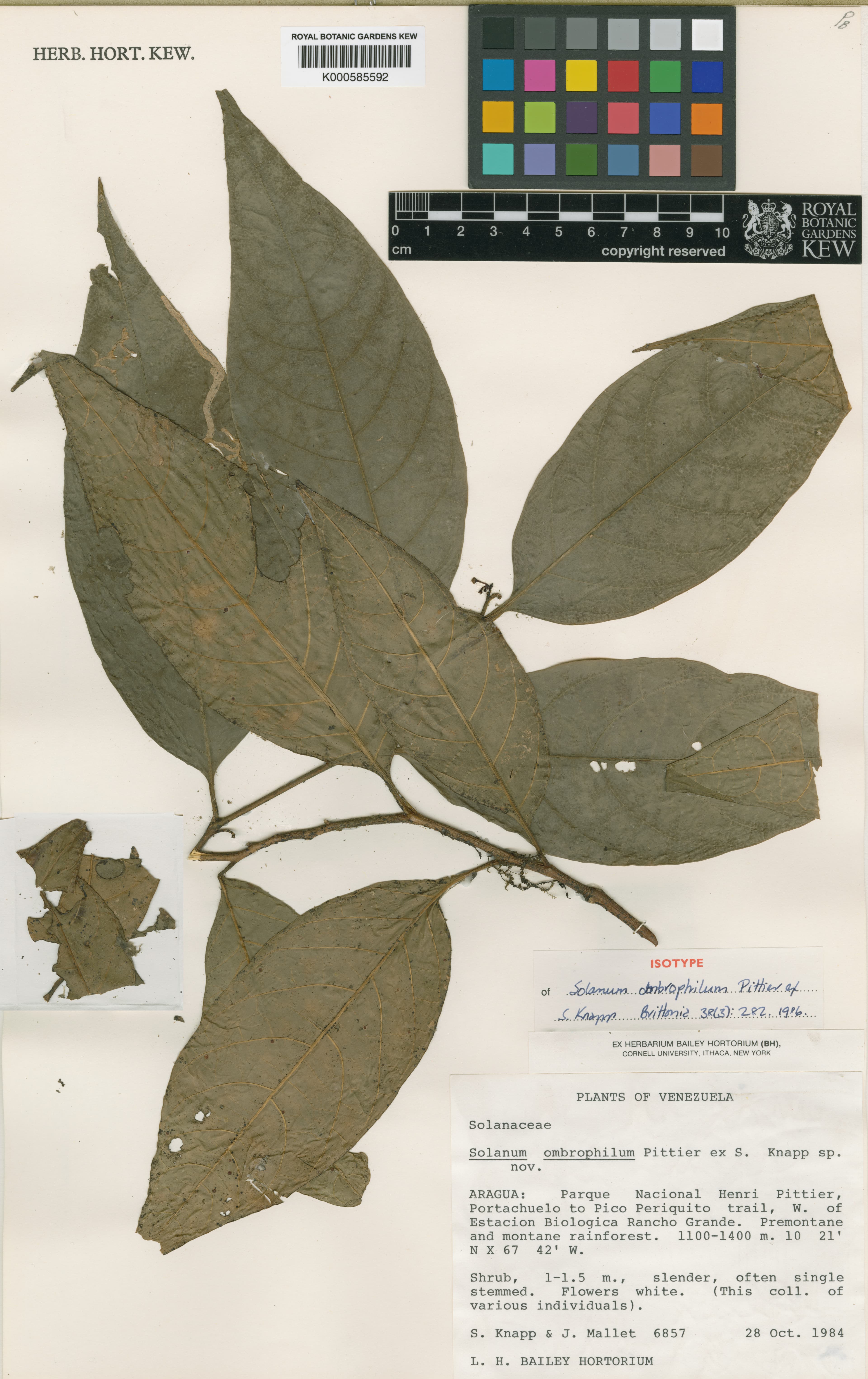 Solanum ombrophilum