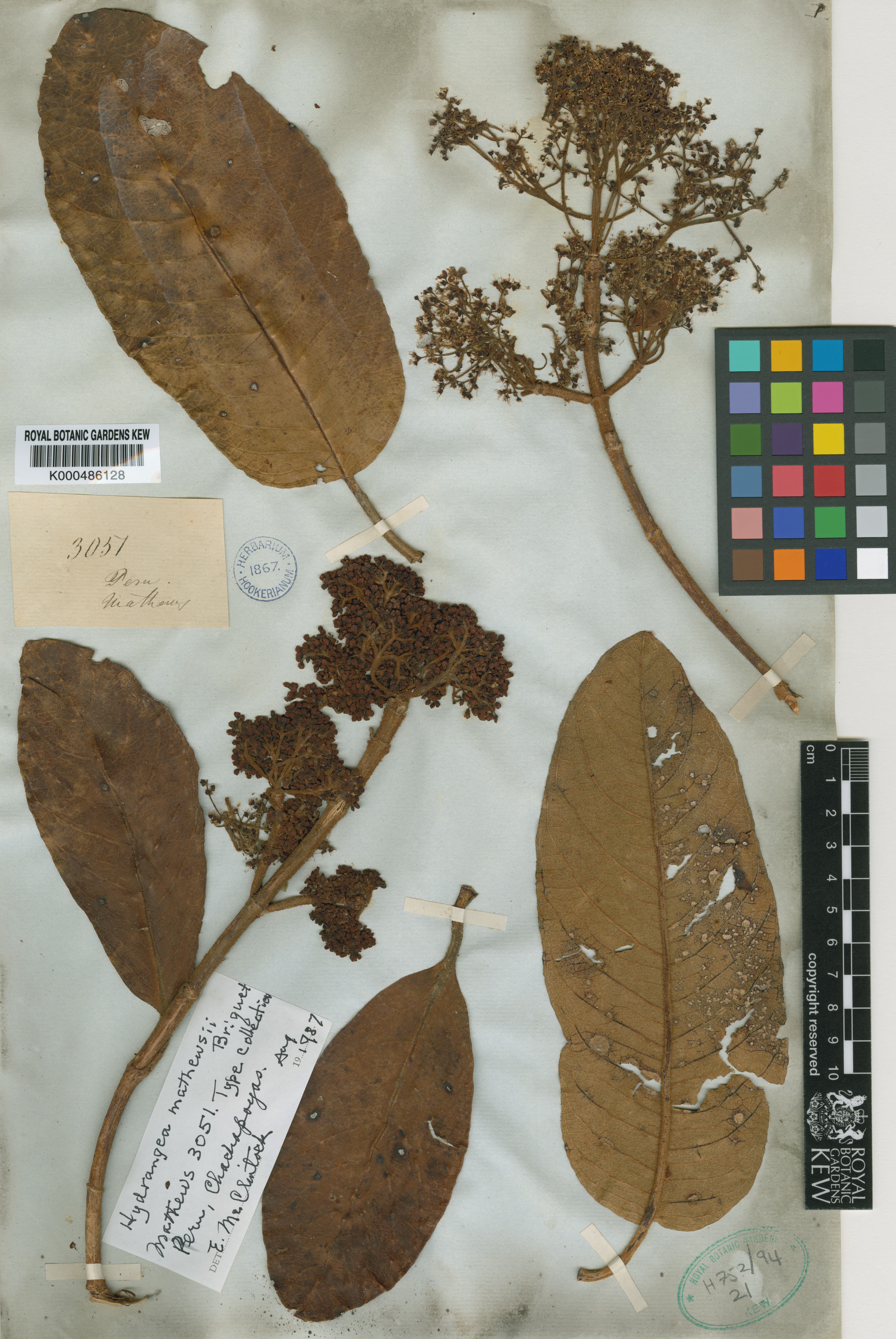 Hydrangea mathewsii