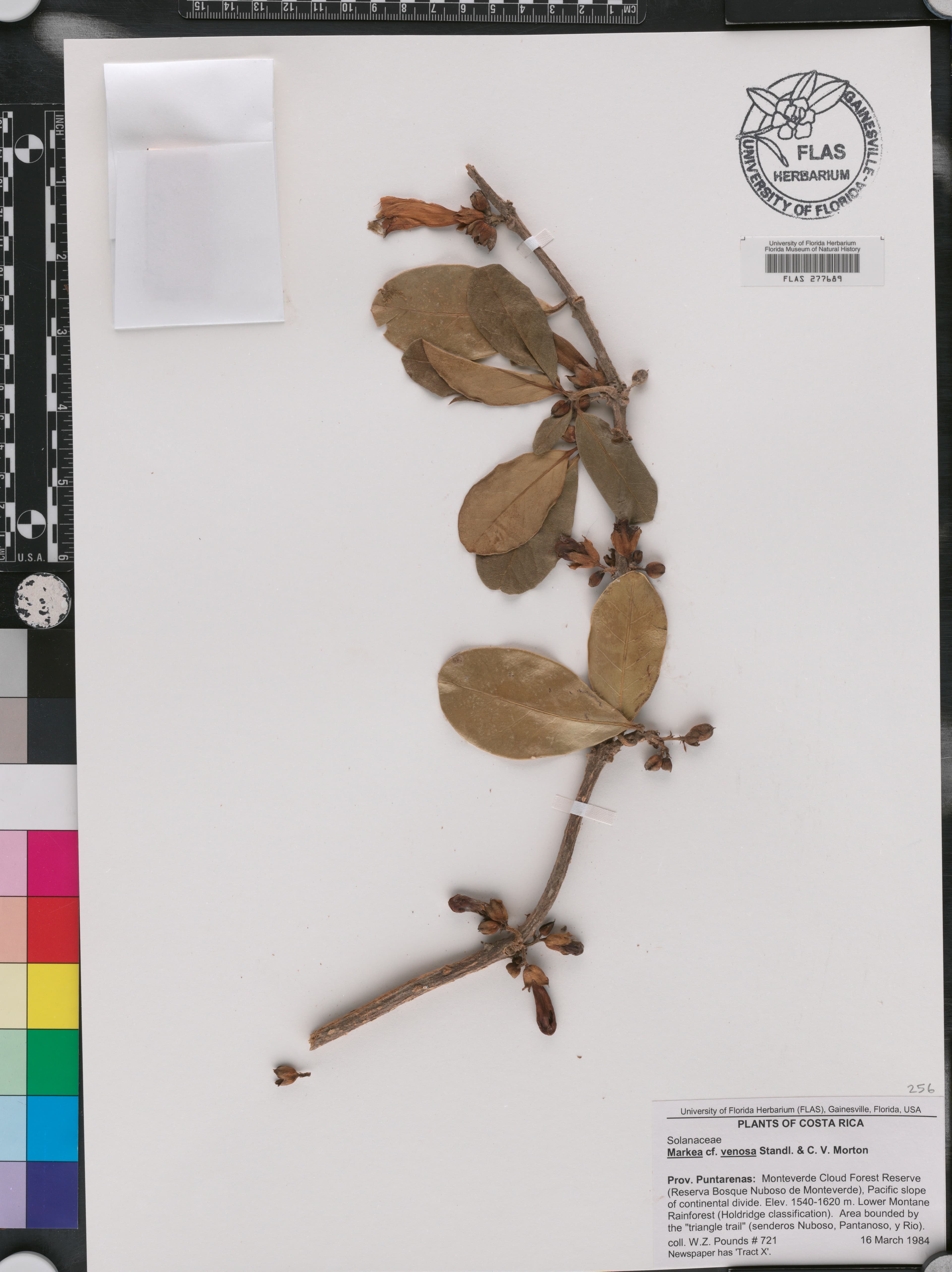 Schultesianthus venosus