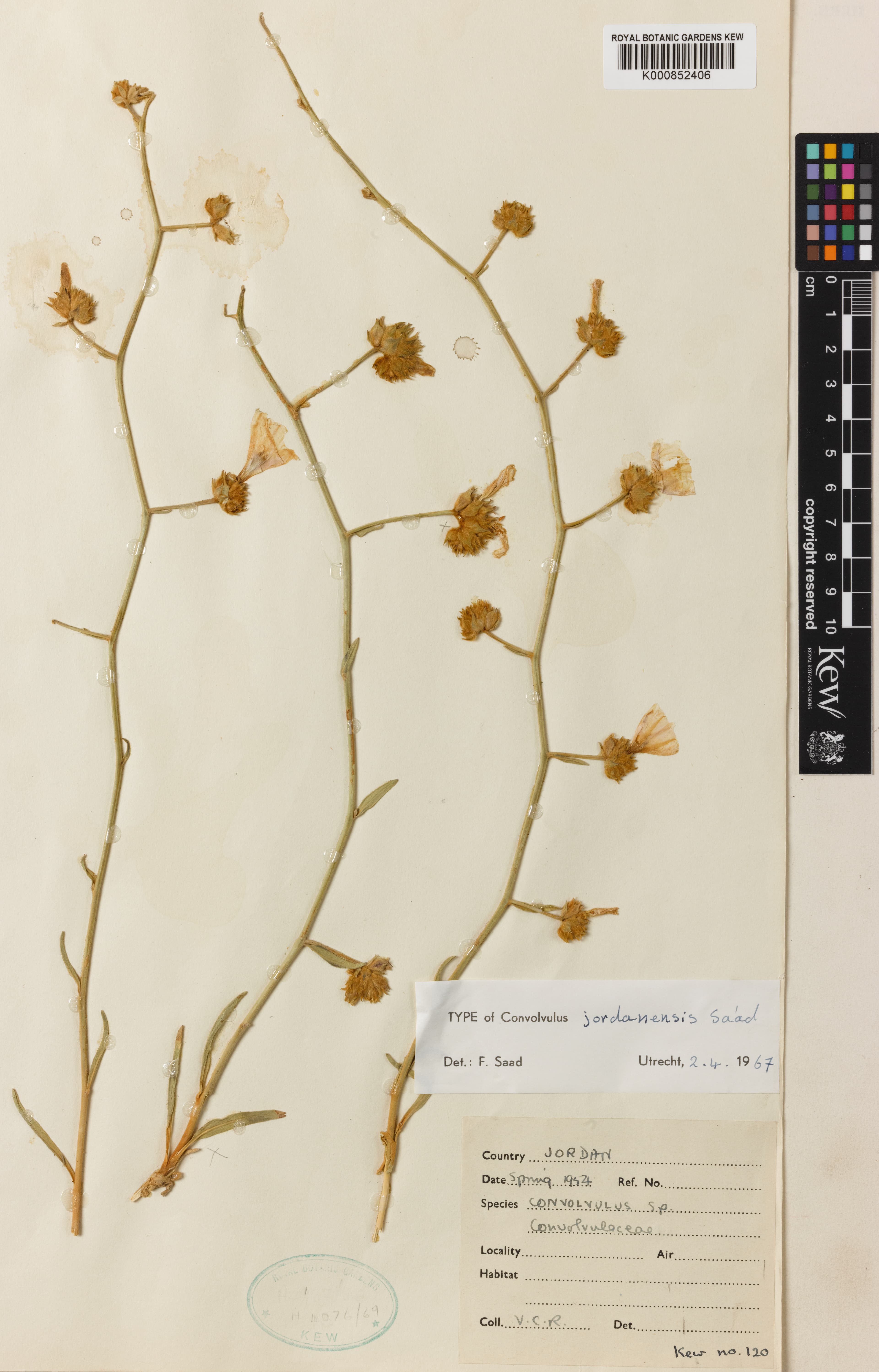 Convolvulus jordanensis
