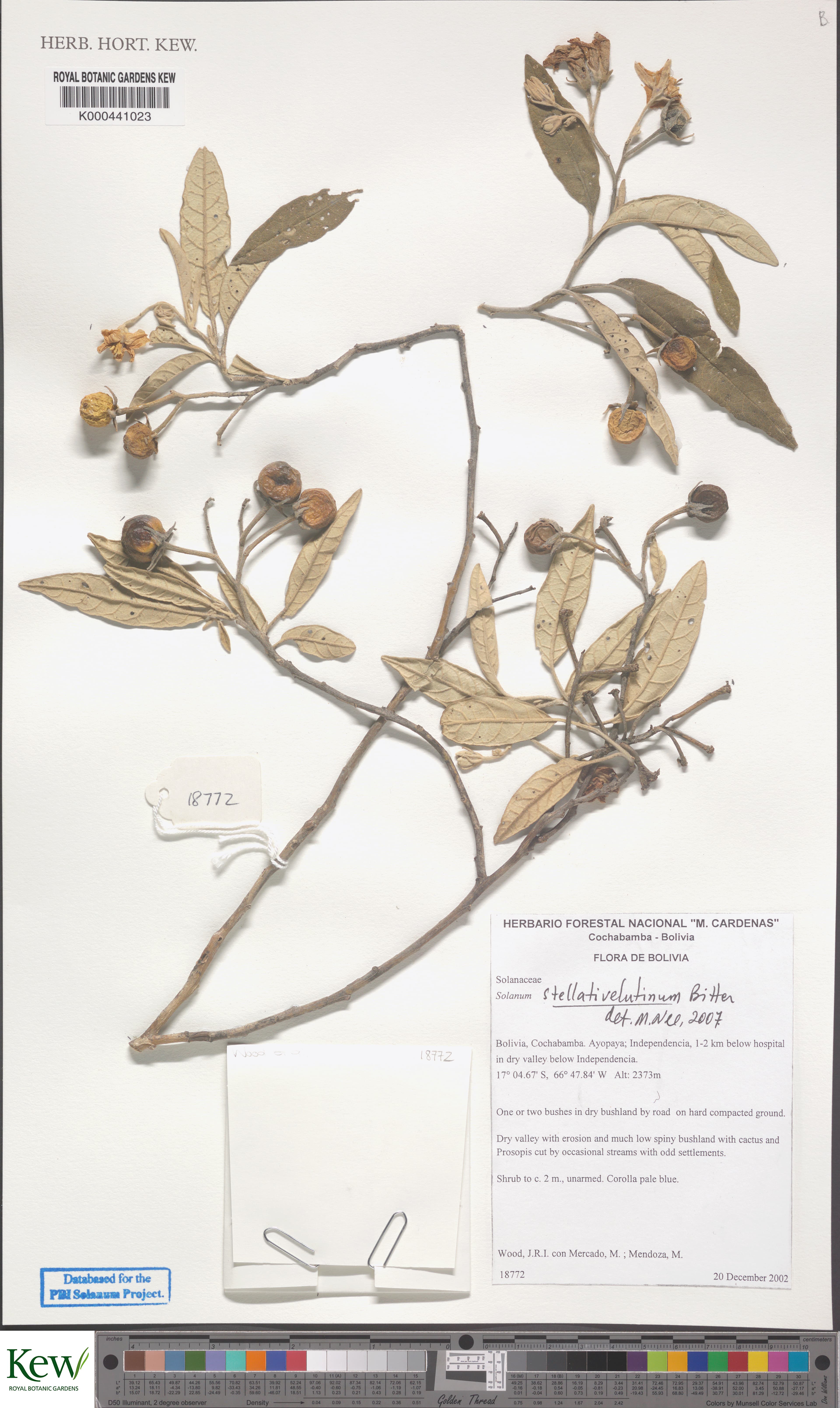 Solanum stellativelutinum
