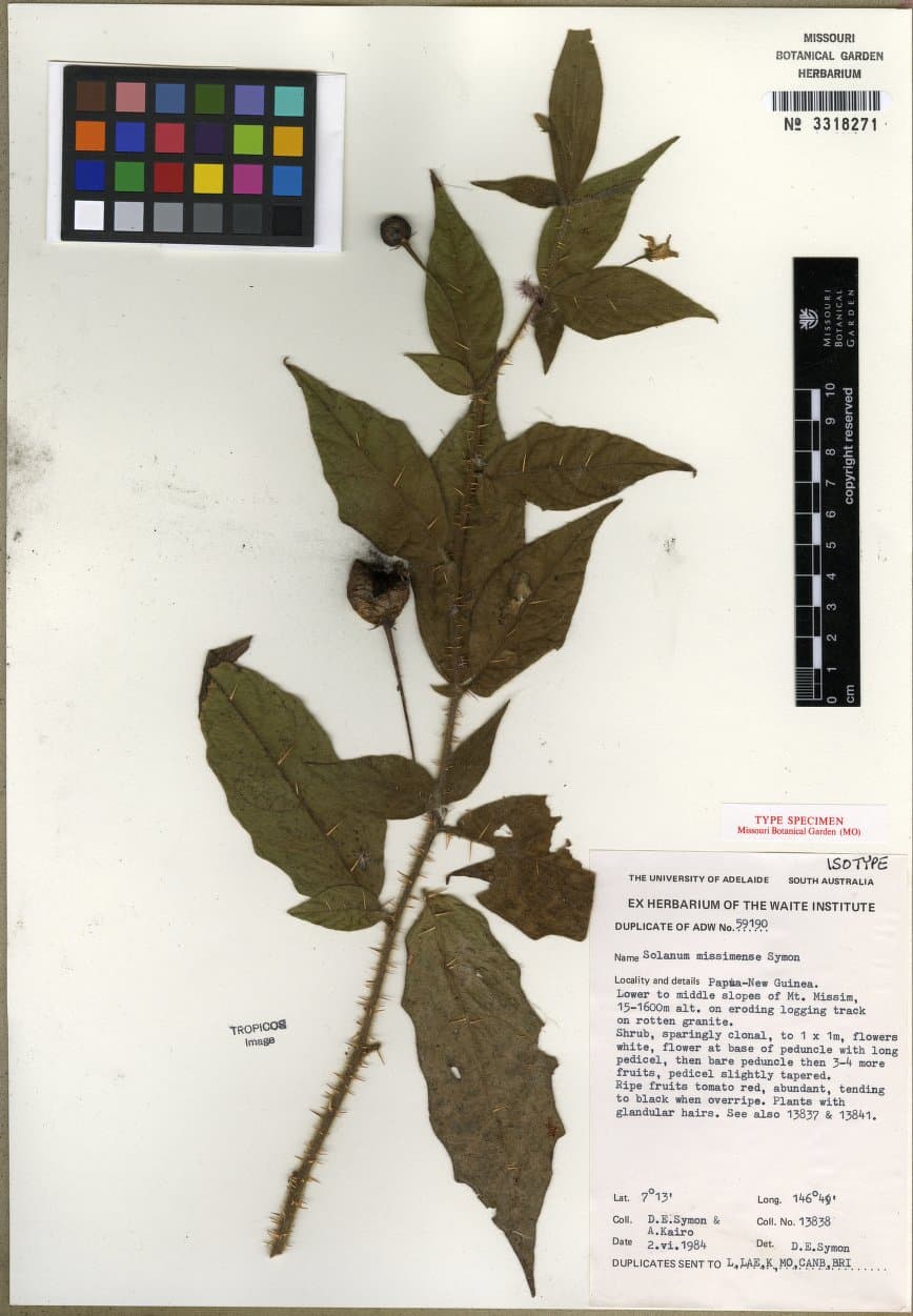 Solanum missimense