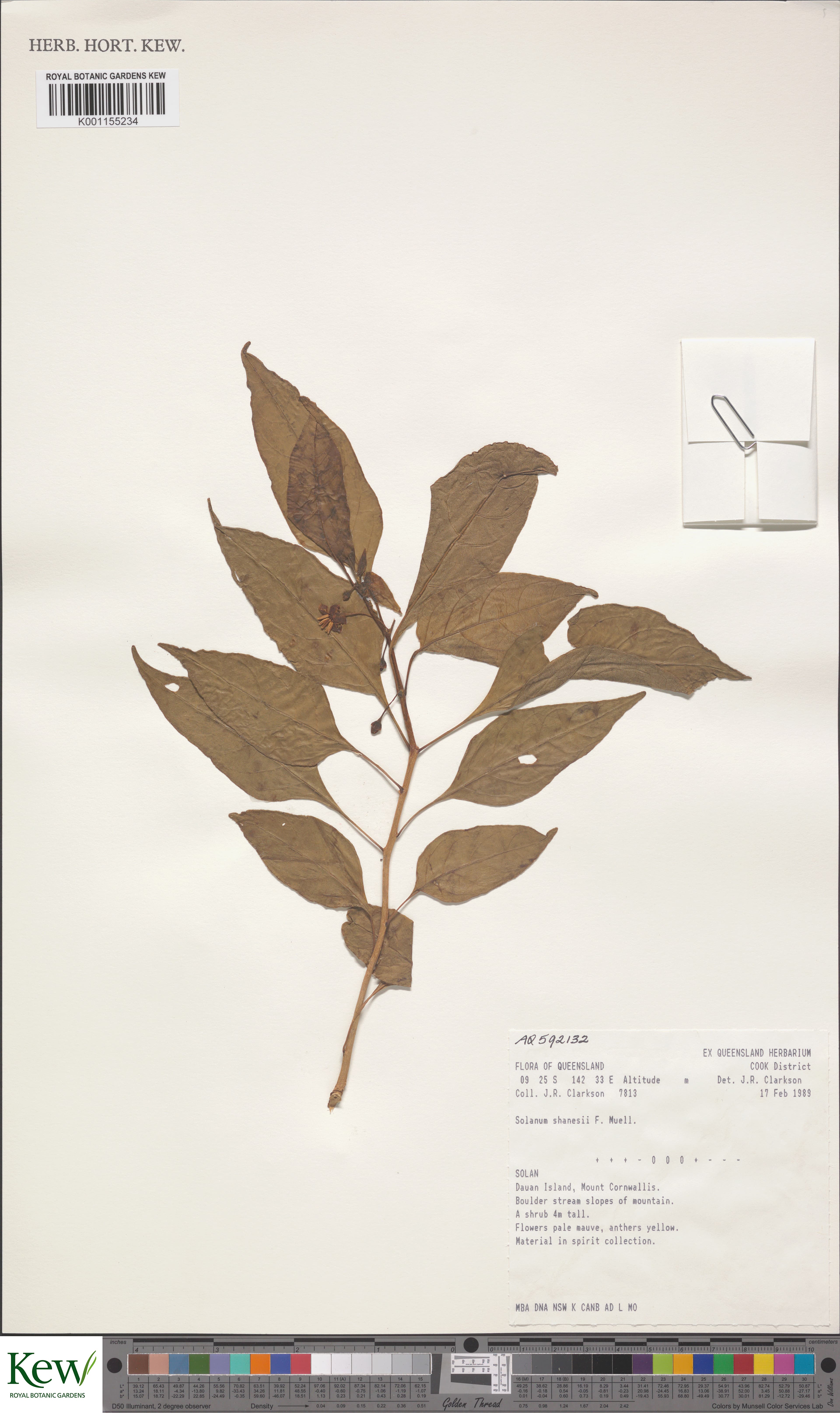 Lycianthes shanesii