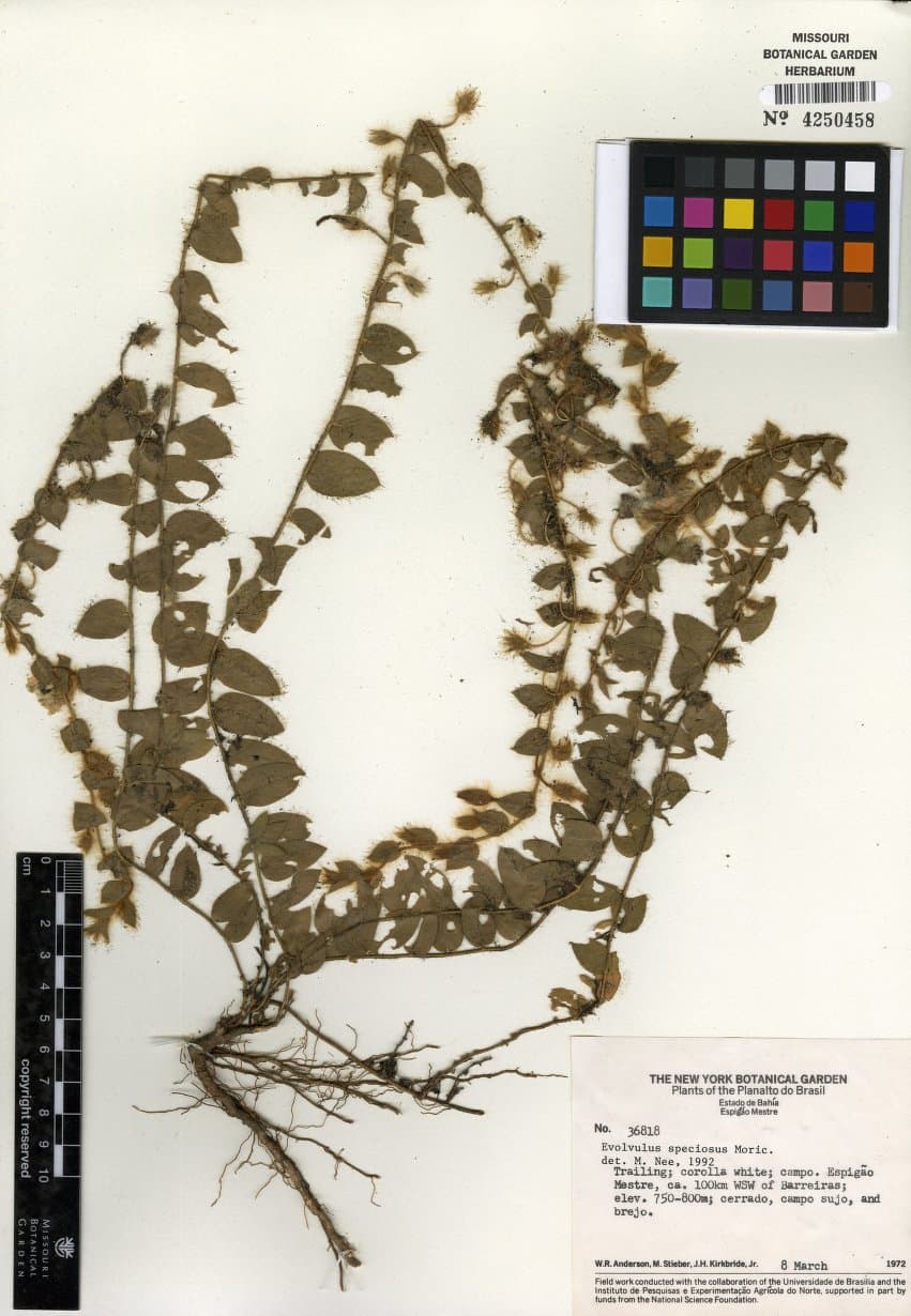 Evolvulus speciosus