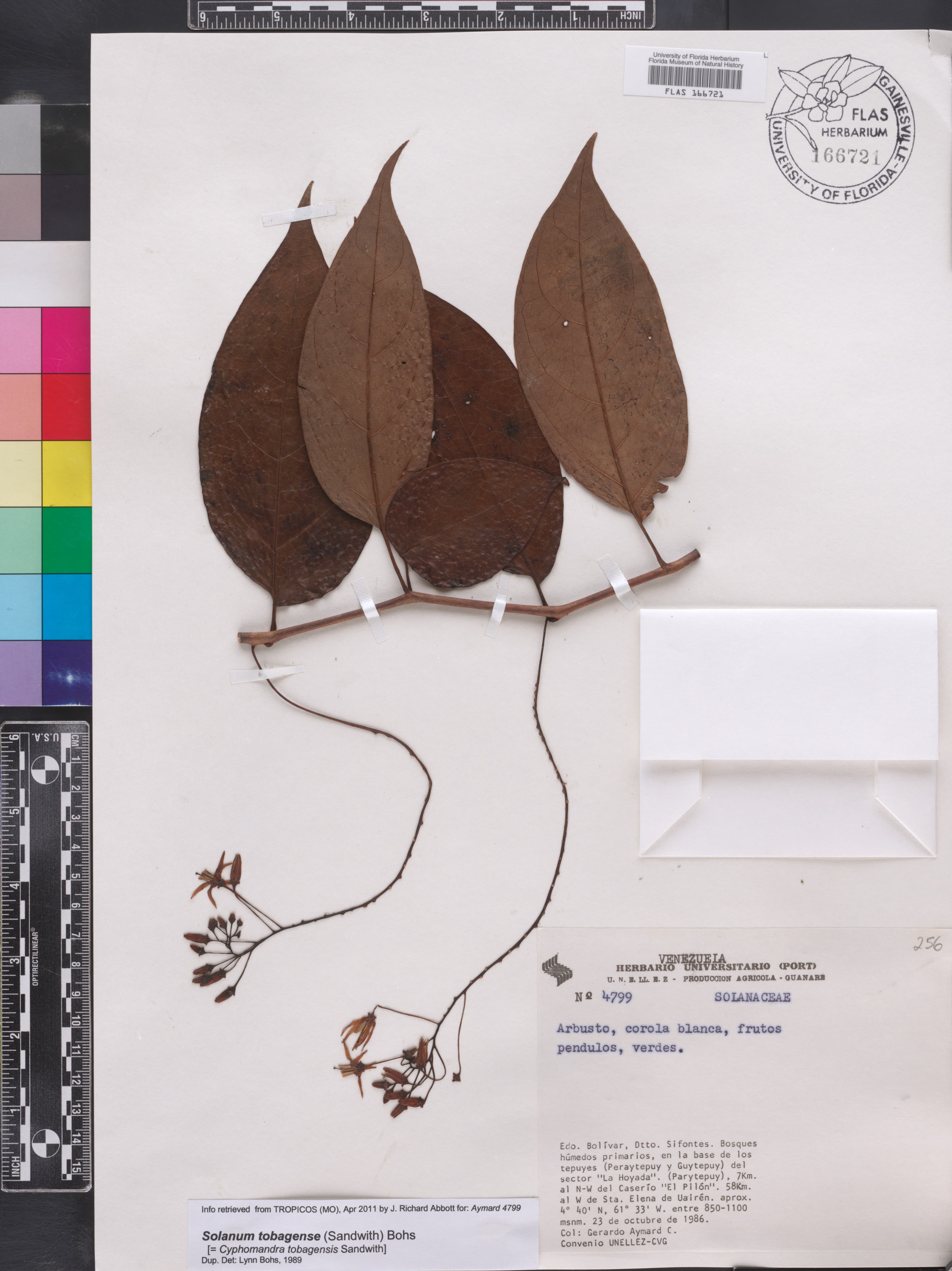 Solanum tobagense