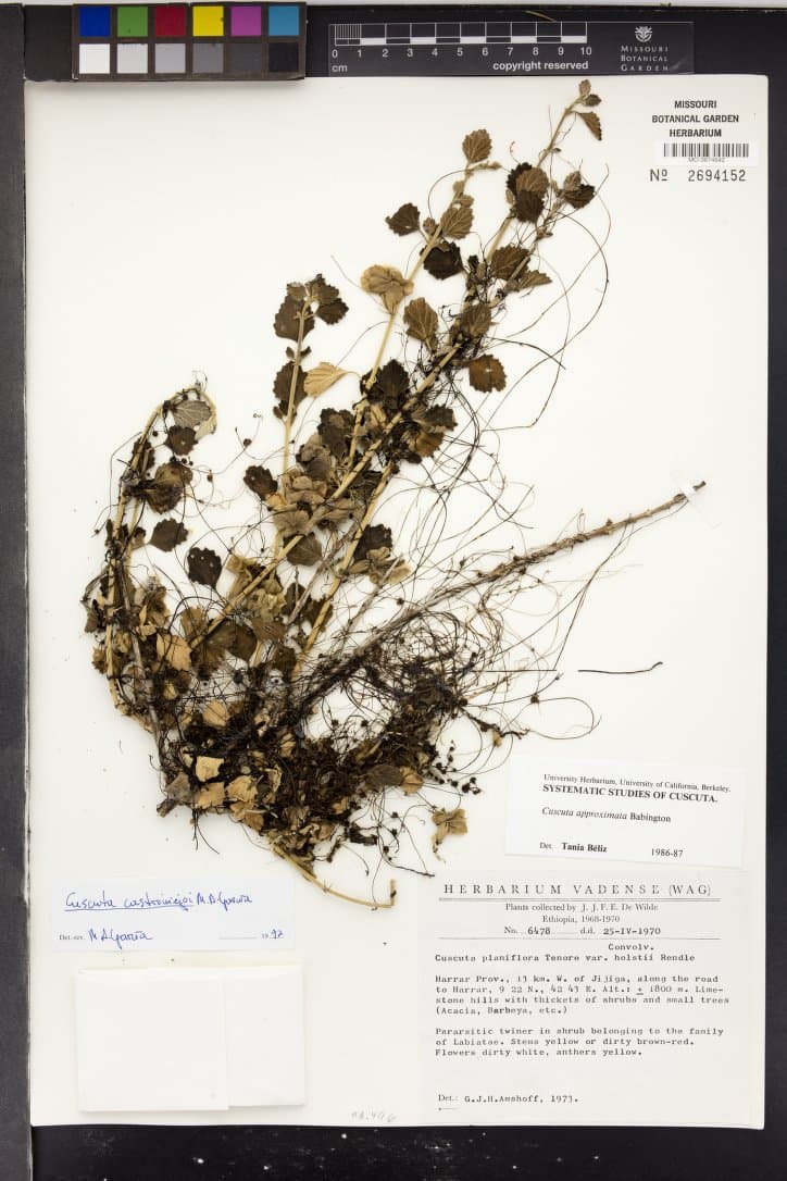 Cuscuta castroviejoi
