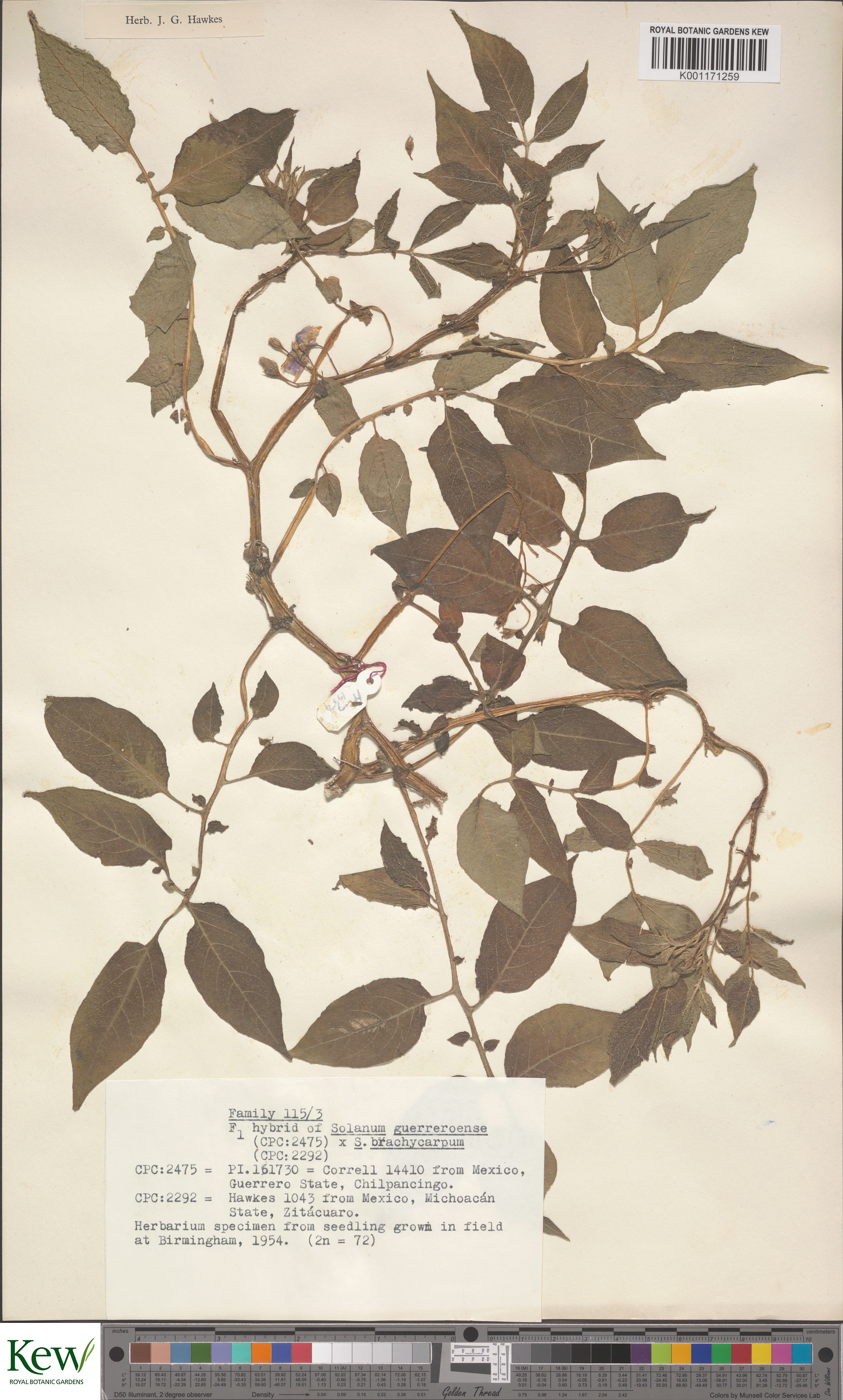 Solanum guerreroense