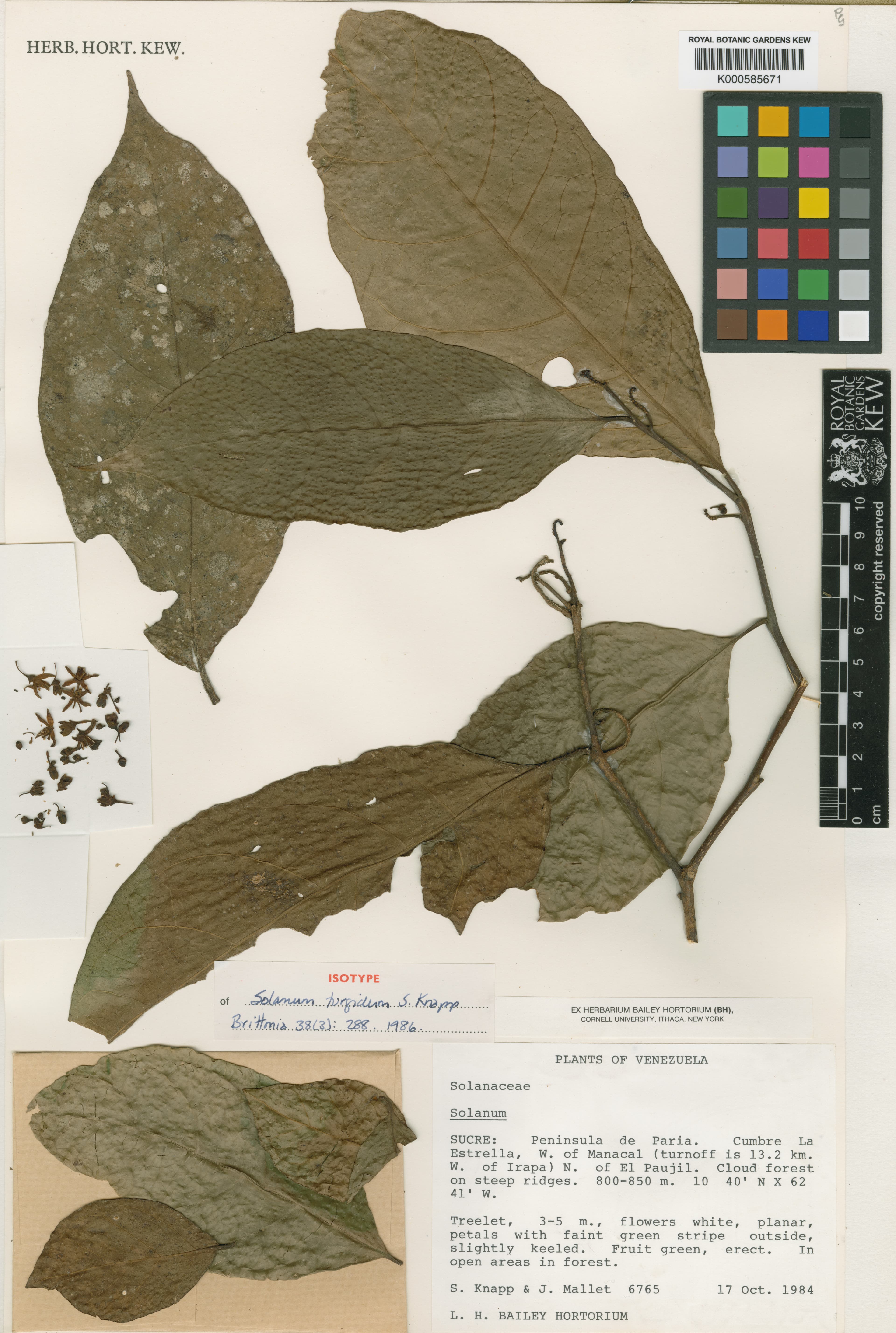 Solanum turgidum