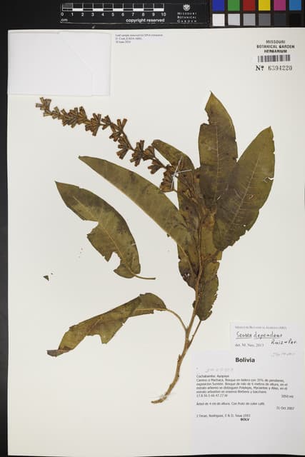 Sessea dependens