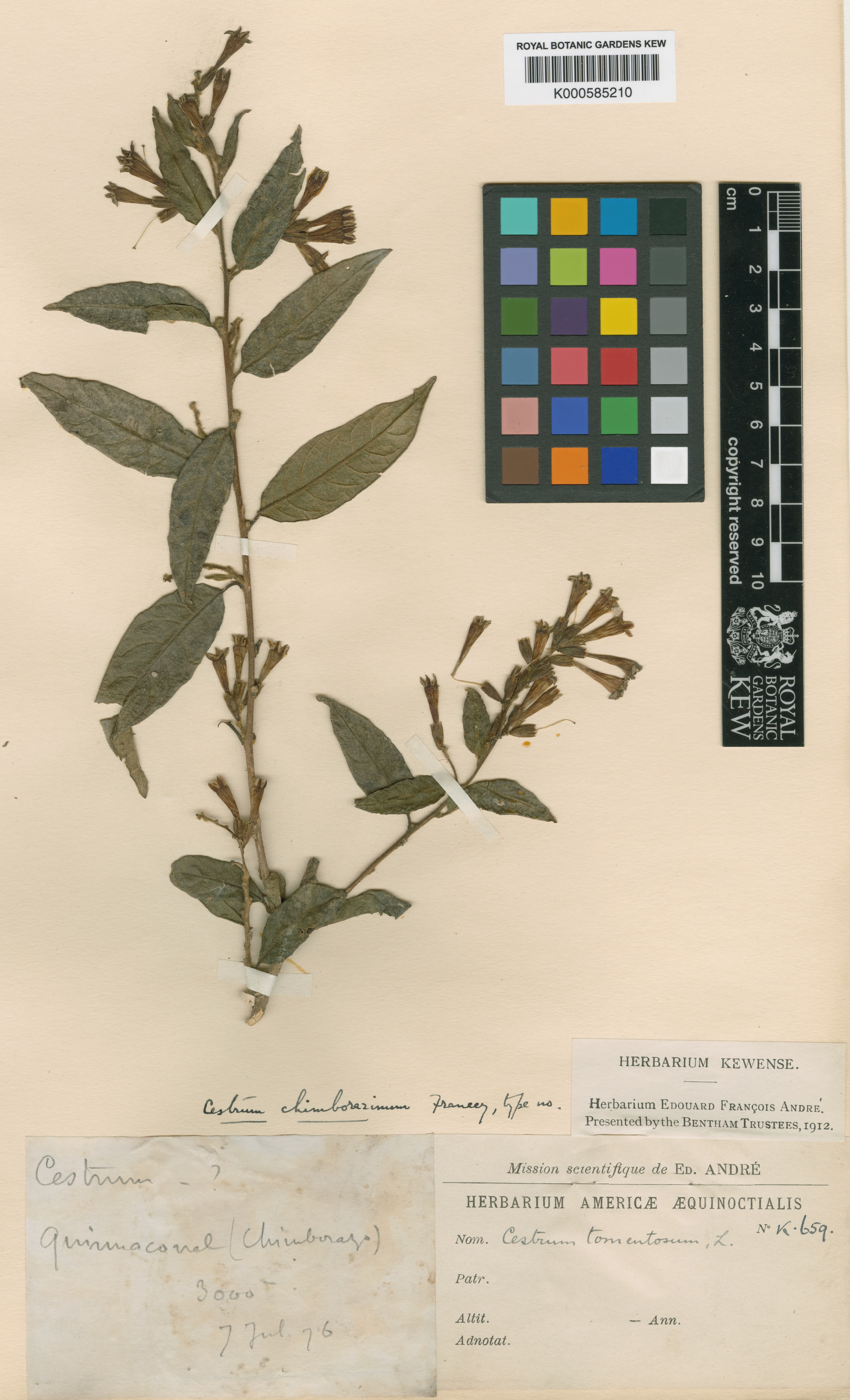 Chimborazo cestrum