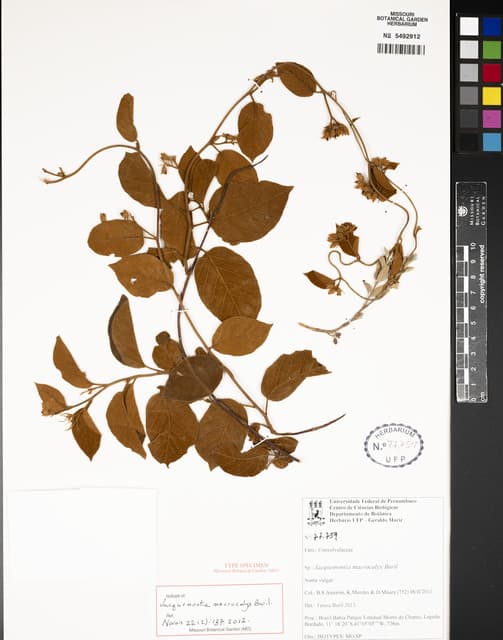 Jacquemontia macrocalyx