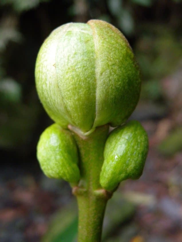 Hydrangea tarapotensis