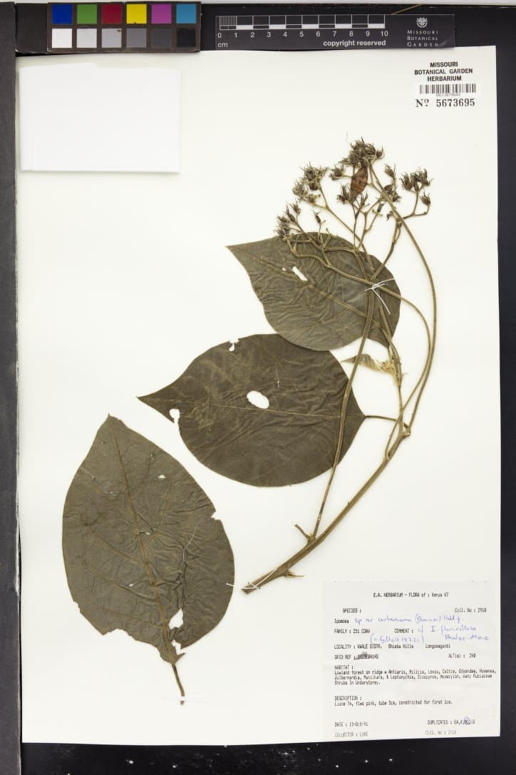 Ipomoea flavivillosa