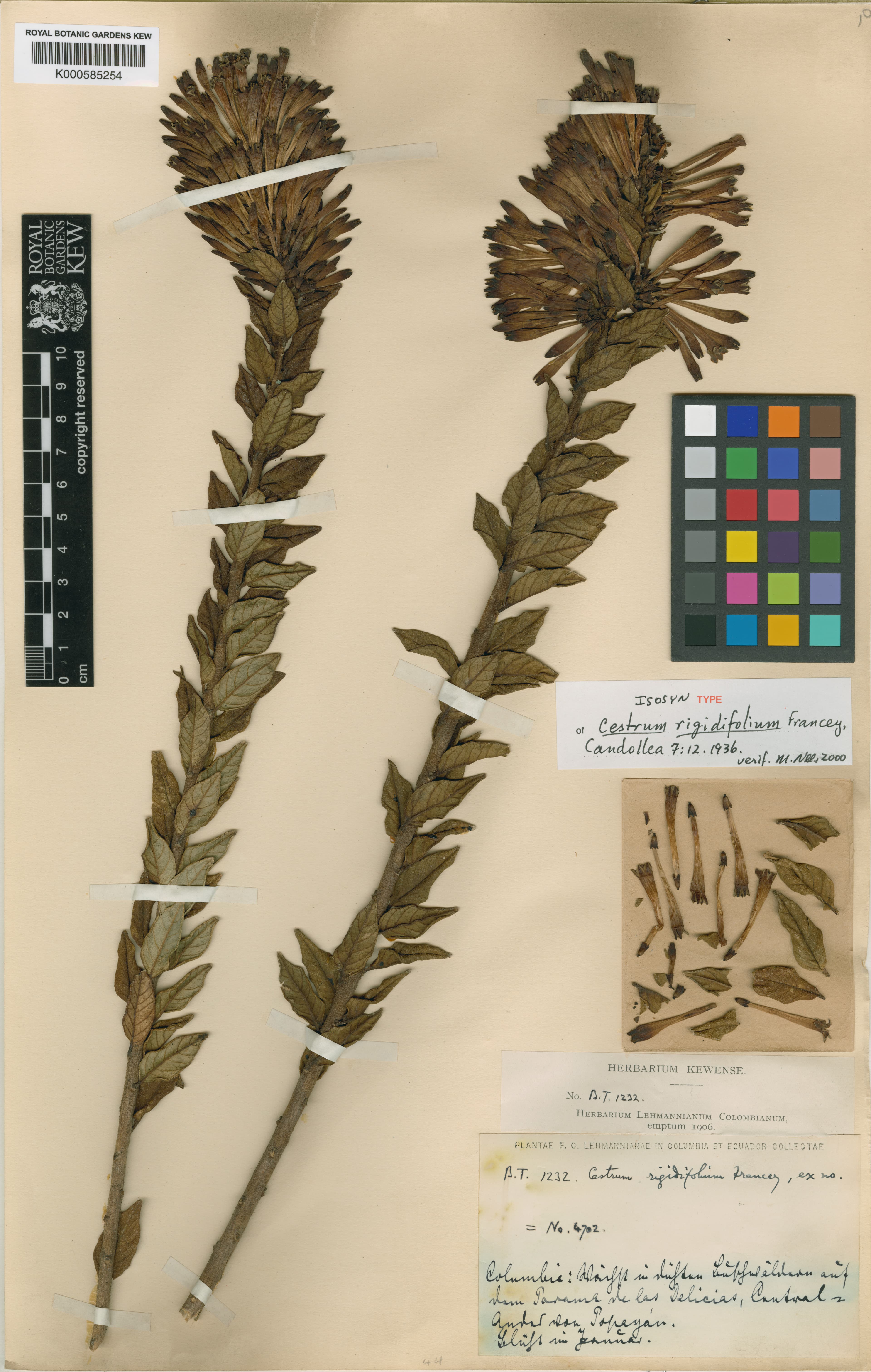 Cestrum rigidifolium