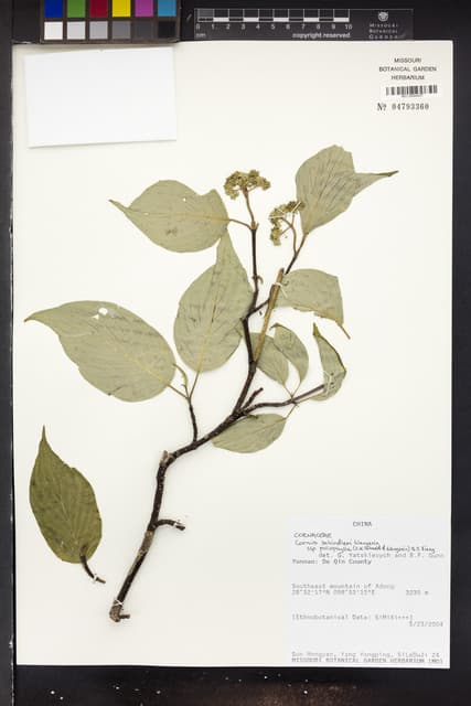 Cornus schindleri