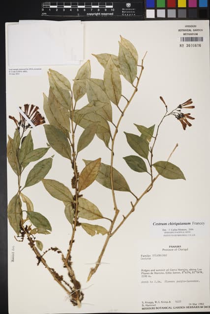 Cestrum chiriquianum
