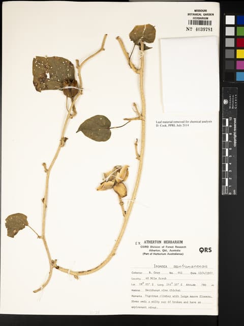 Ipomoea saintronanensis