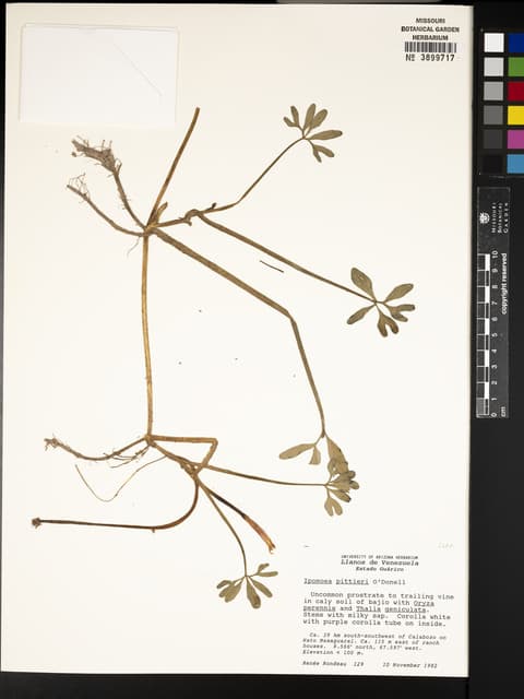 Ipomoea pittieri