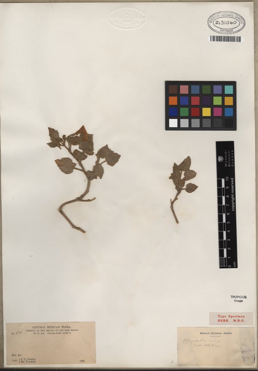 Physalis cinerea