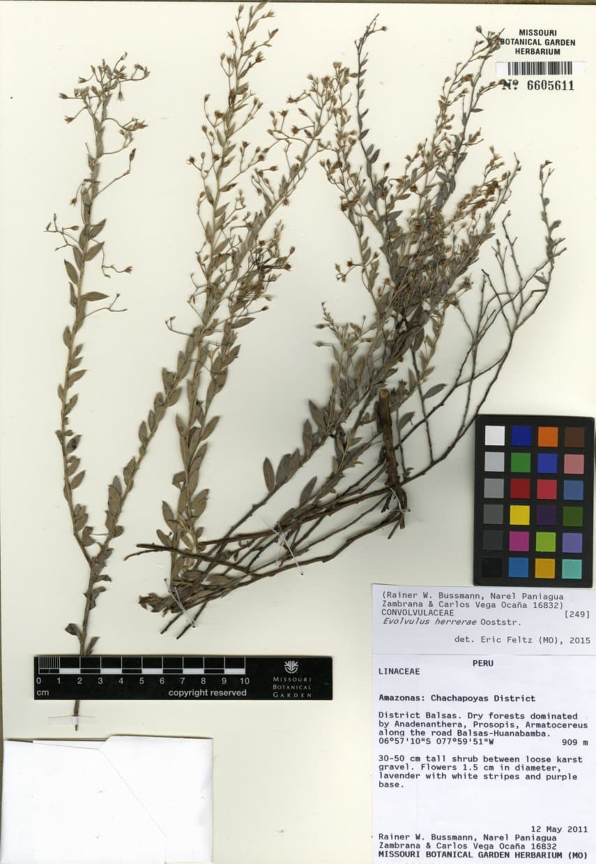 Evolvulus herrerae