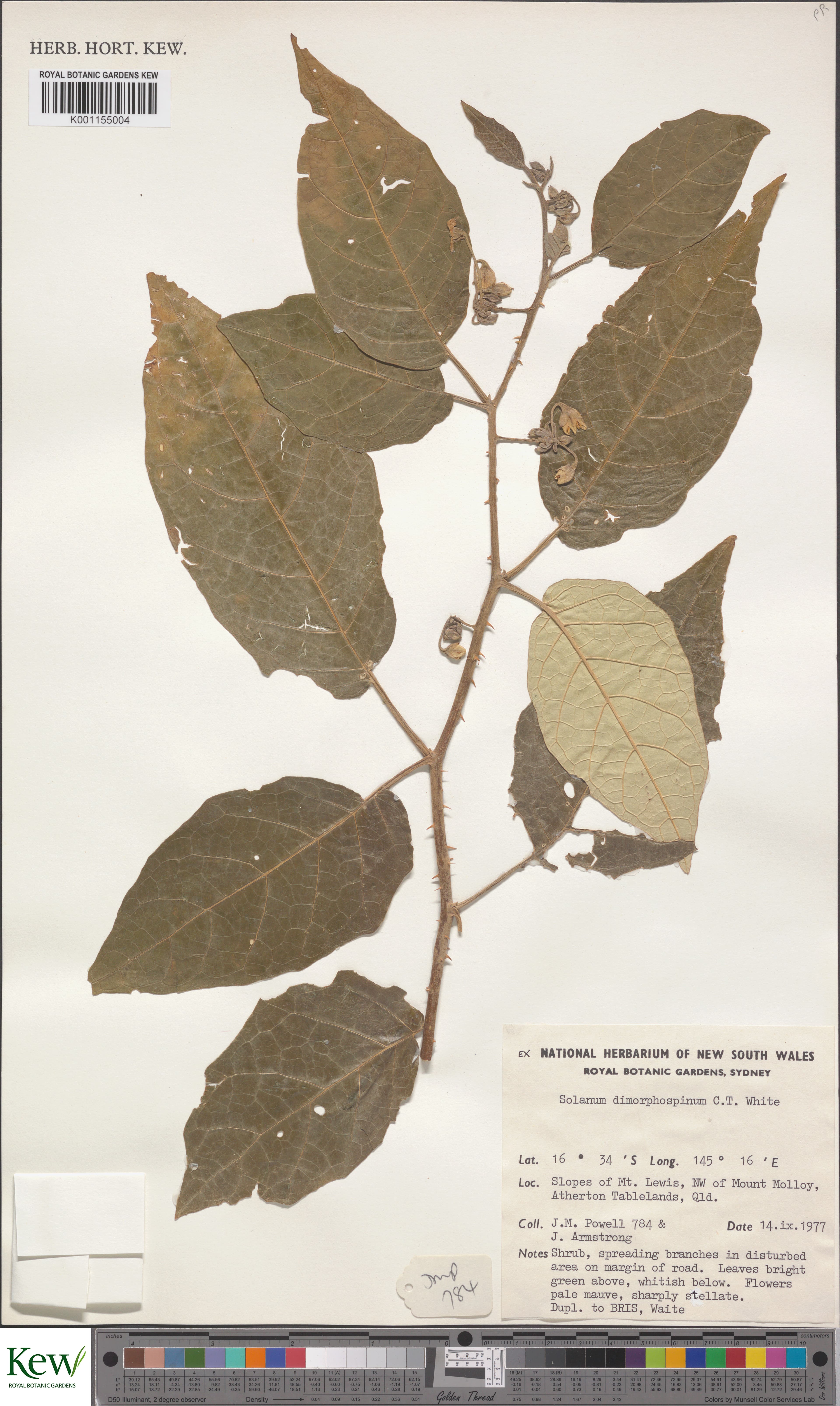 Solanum dimorphispinum