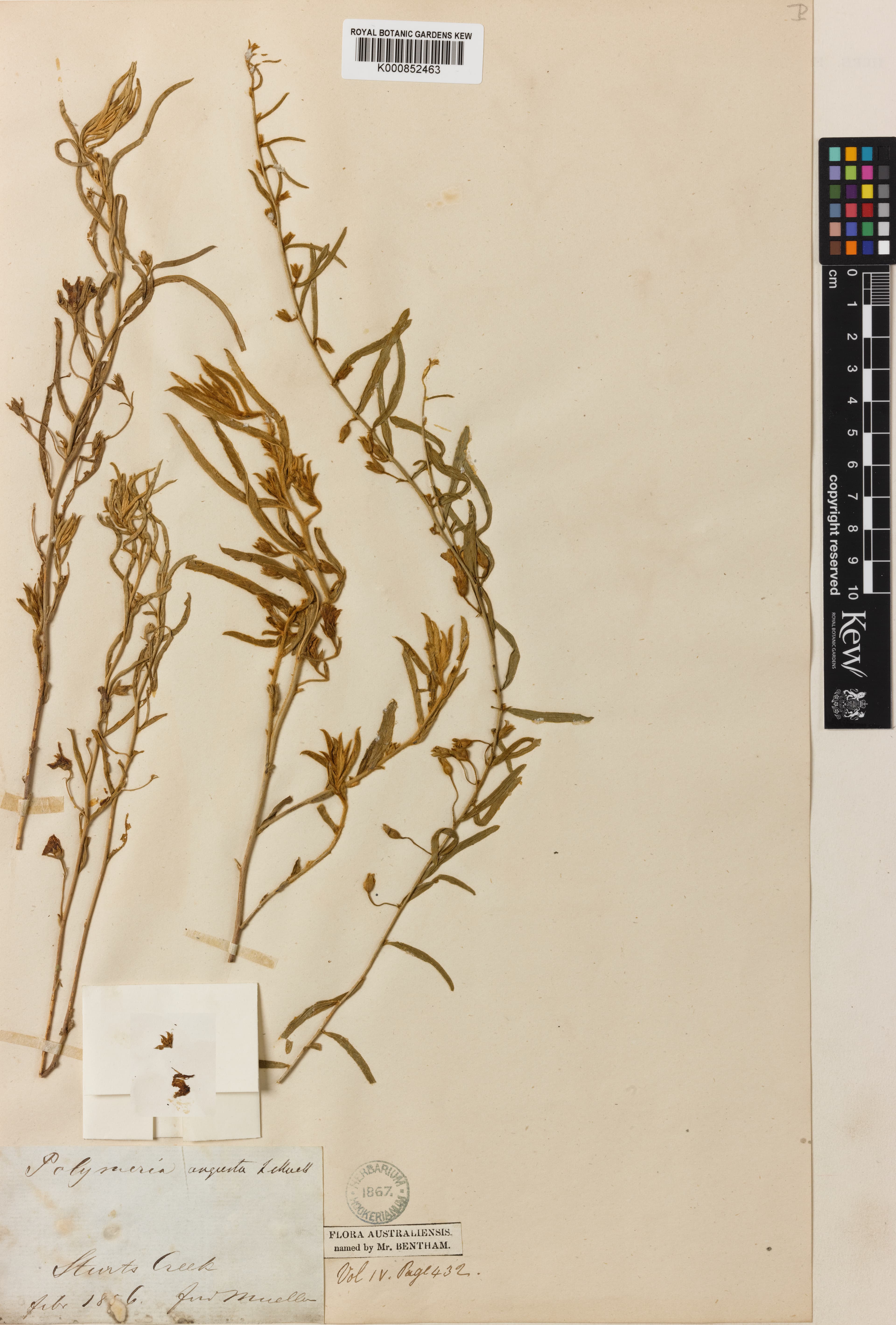 Polymeria angusta