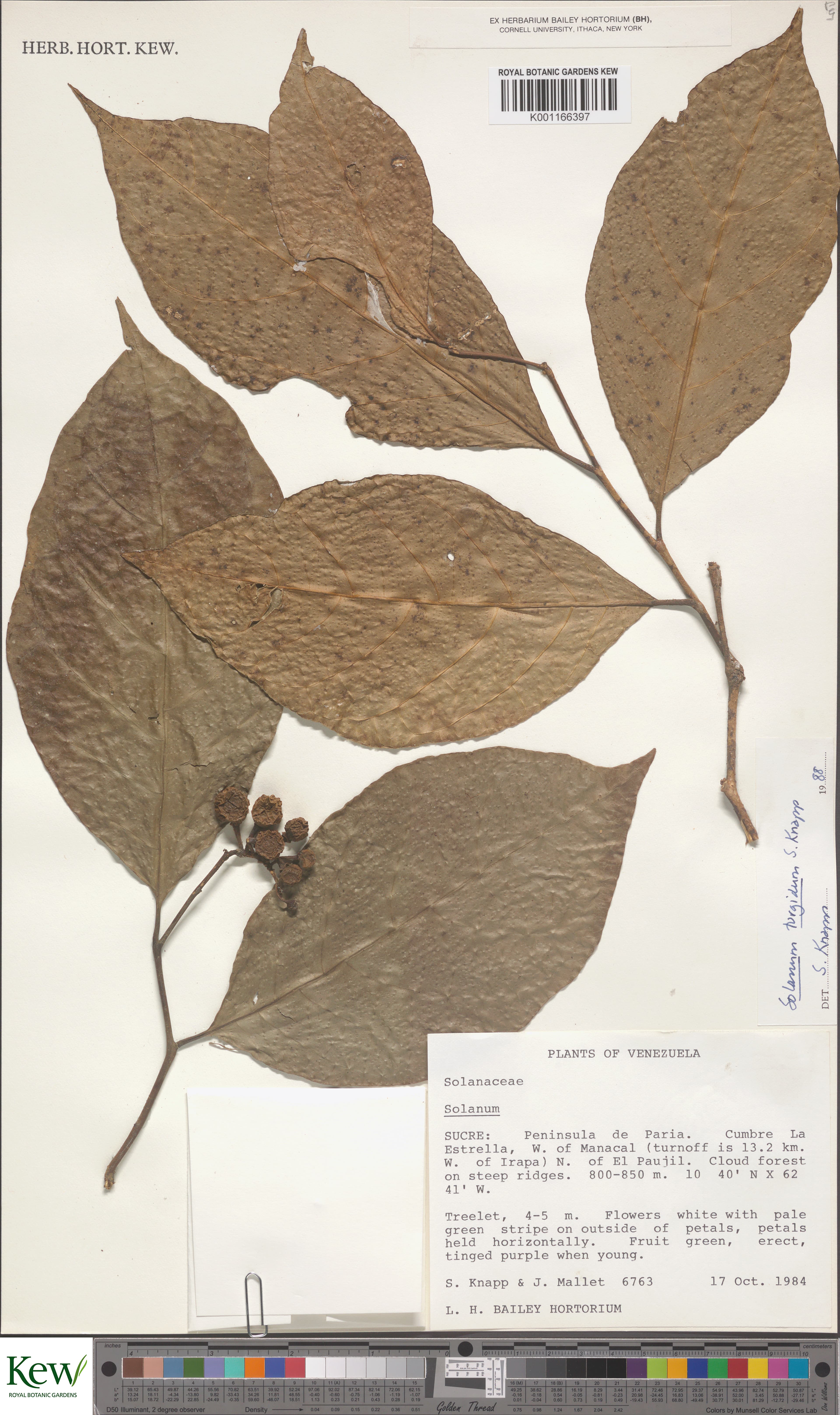 Solanum turgidum