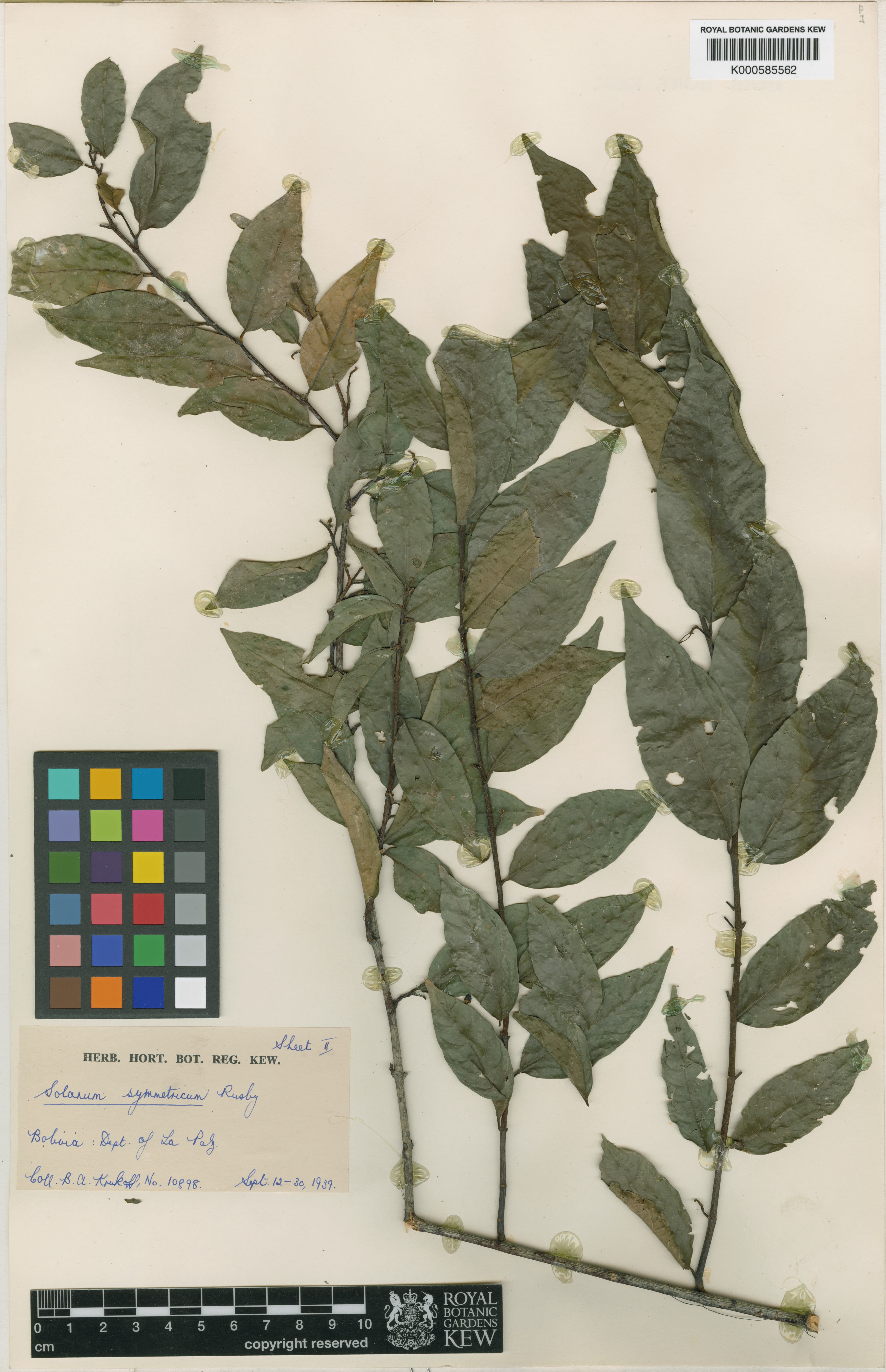 Solanum mapiricum