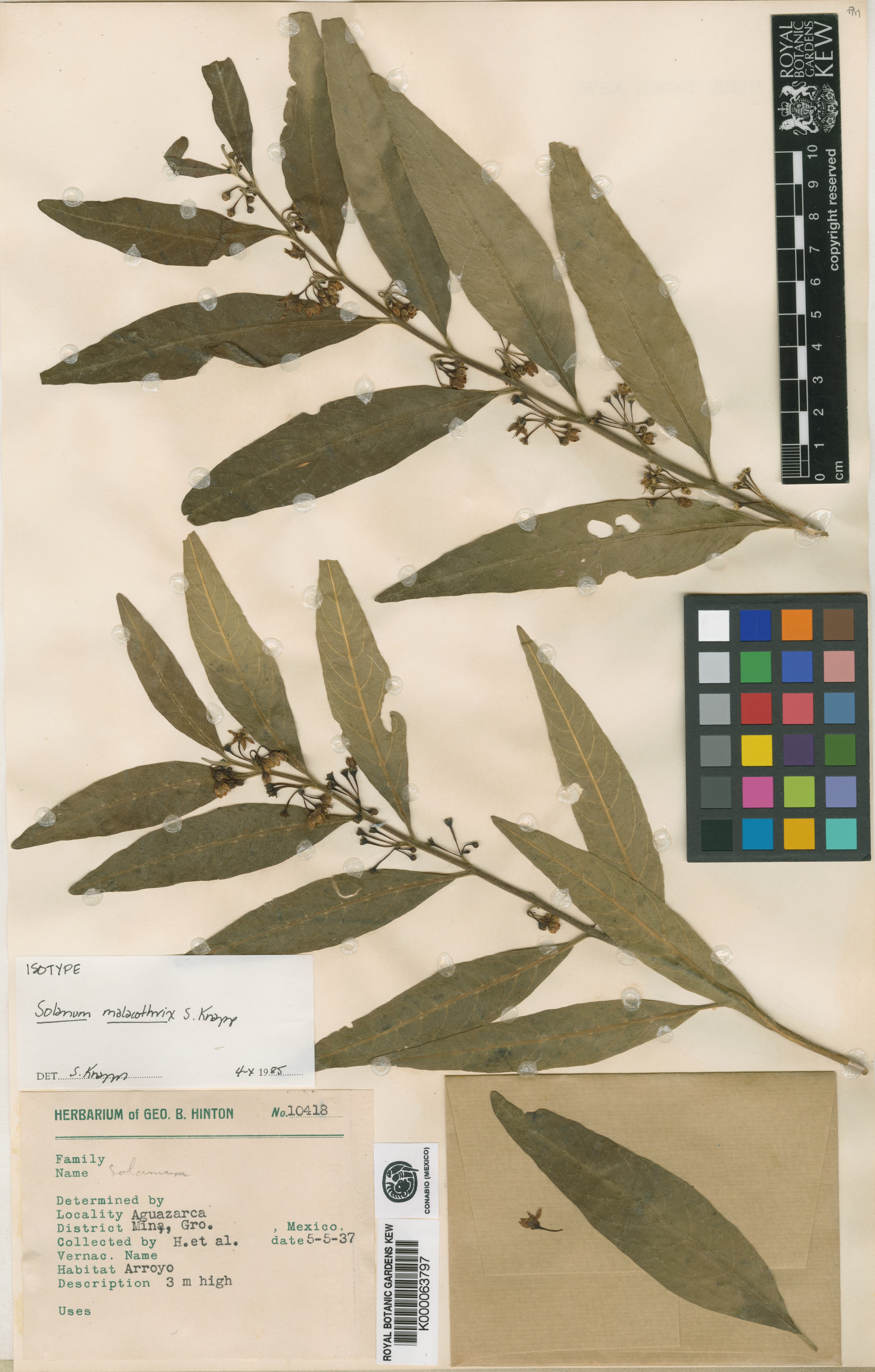 Solanum malacothrix