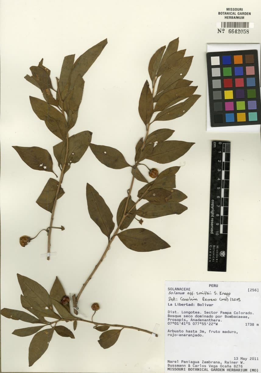 Solanum smithii