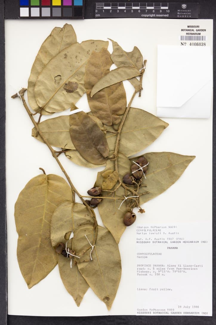 Maripa lewisii