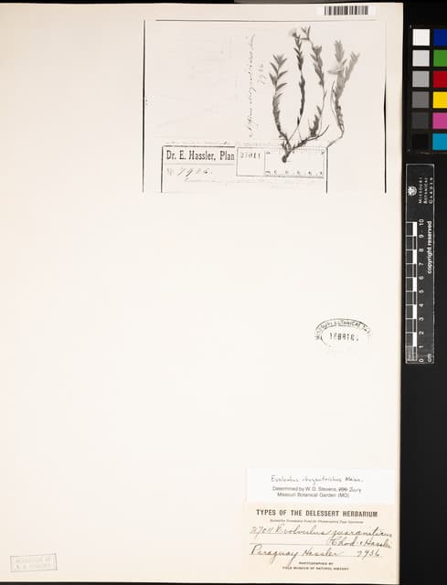 Evolvulus chrysotrichos