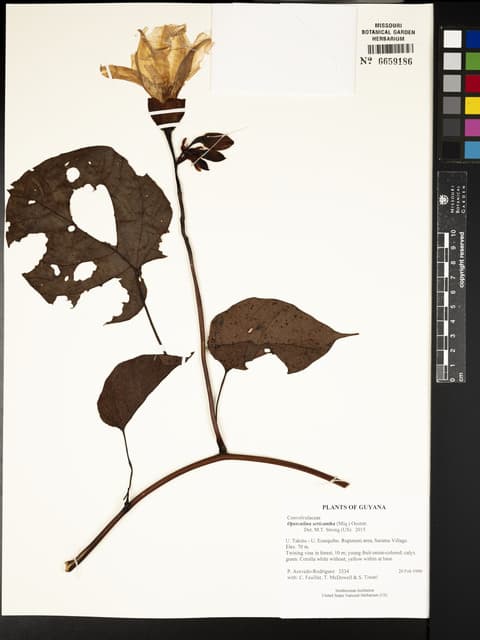 Operculina sericantha