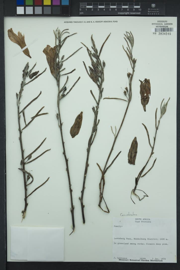 Ipomoea suffruticosa
