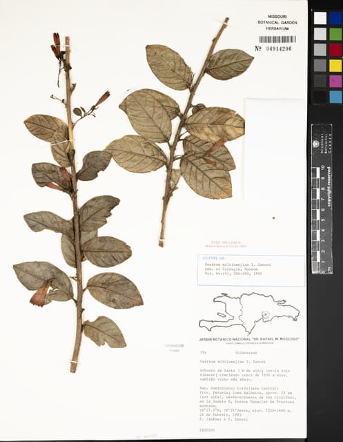 Cestrum milciomejiae