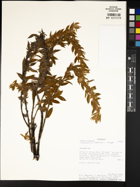 Jacquemontia fruticulosa