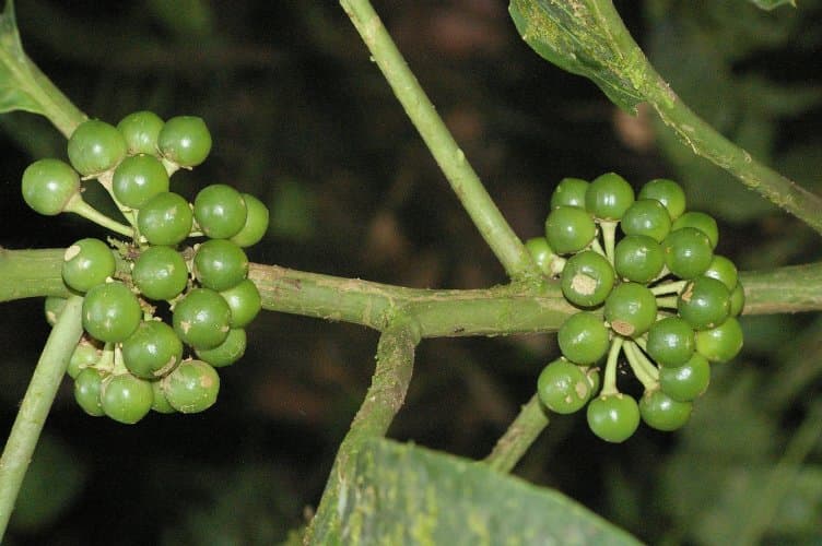 Solanum robustifrons