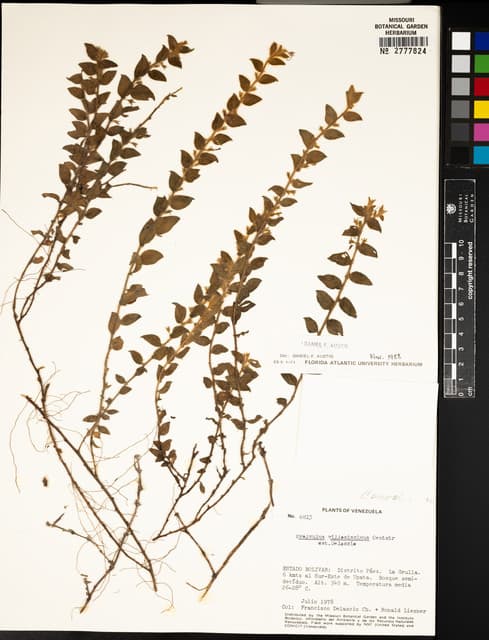 Evolvulus villosissimus