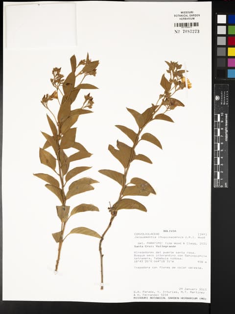 Jacquemontia chuquisacensis