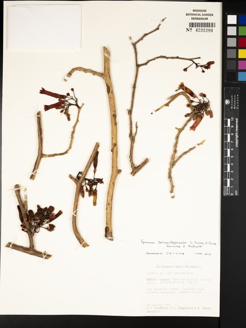 Ipomoea tehuantepecensis