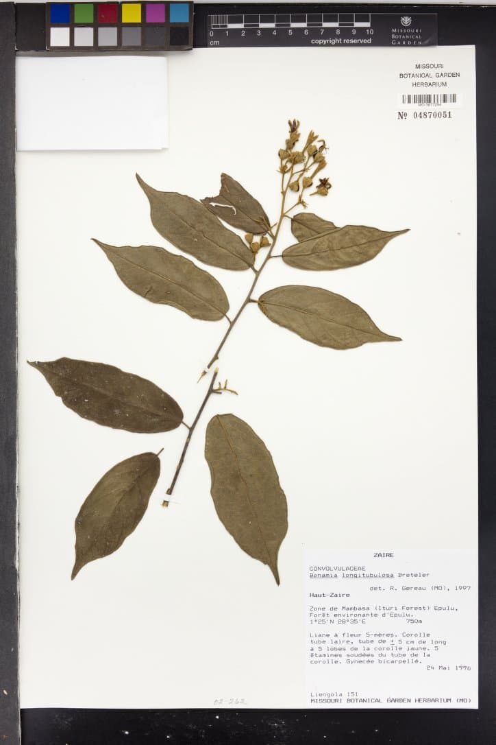 Bonamia longitubulosa