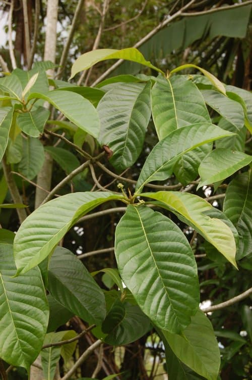 Nyssa talamancana