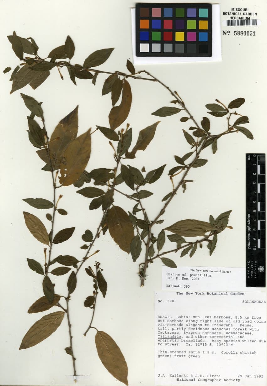 Cestrum pauciflorum