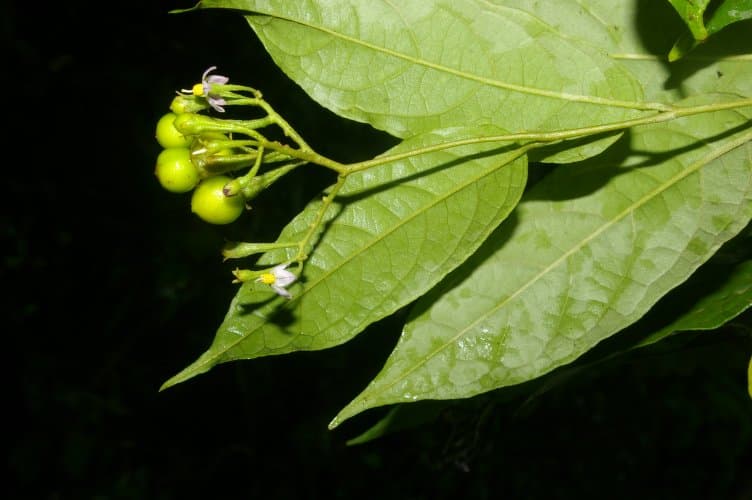 Solanum celsum