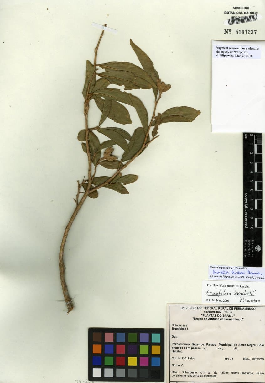 Brunfelsia burchellii