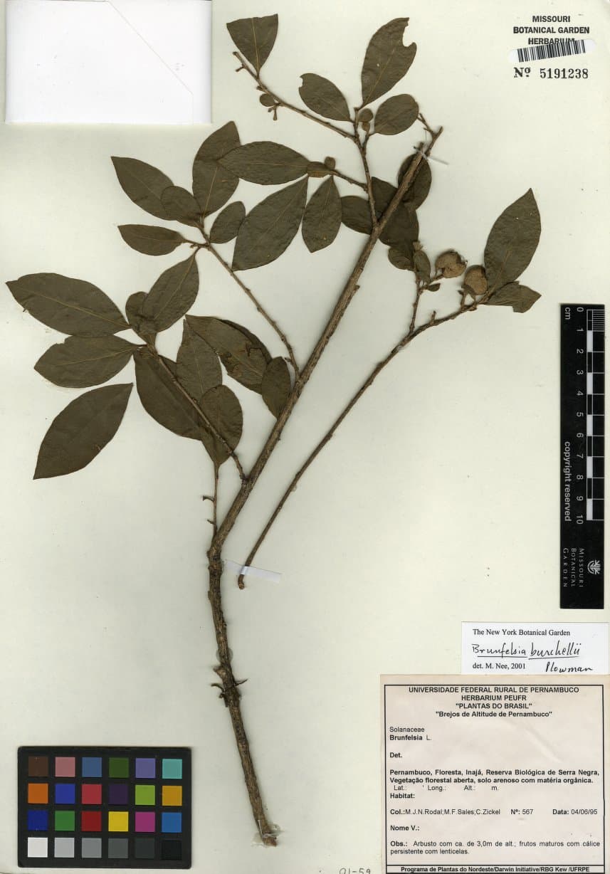 Brunfelsia burchellii