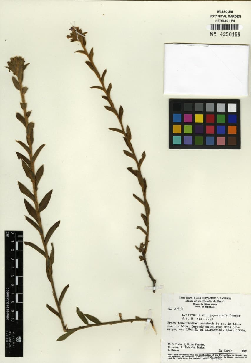 Evolvulus goyazensis
